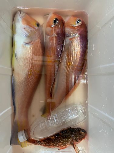 アマダイの釣果