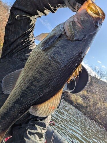 ブラックバスの釣果
