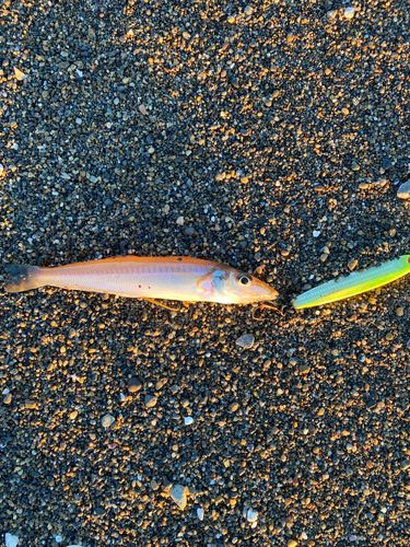 シロギスの釣果