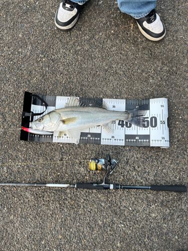 シーバスの釣果