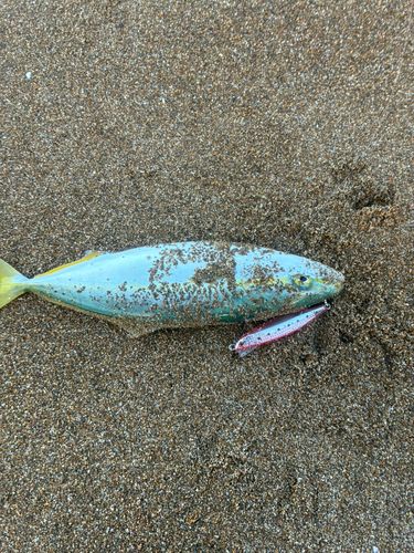 フクラギの釣果