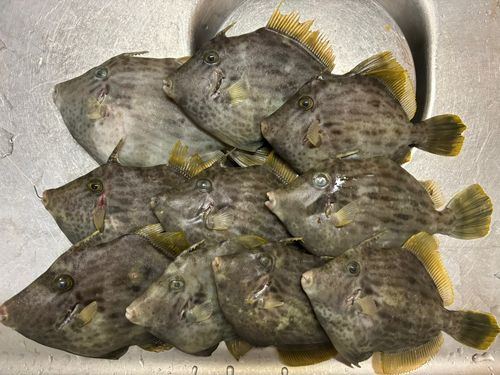 カワハギの釣果