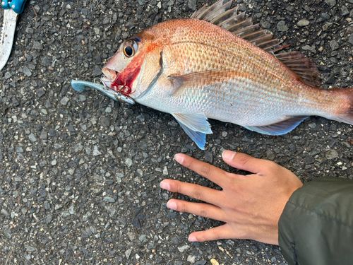 マダイの釣果