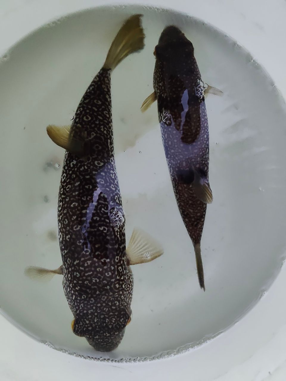 モコミミさんの釣果 1枚目の画像