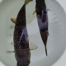 ショウサイフグ