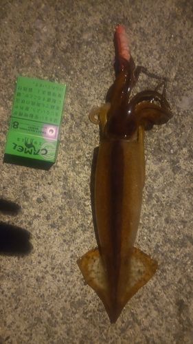 スルメイカの釣果