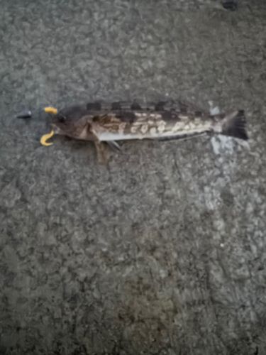 アイナメの釣果