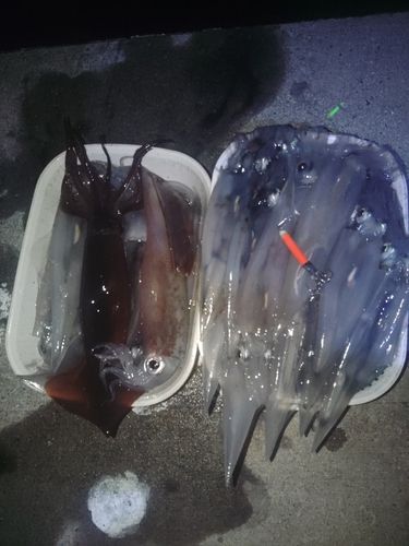 ヤリイカの釣果
