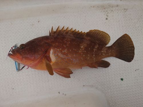 キジハタの釣果