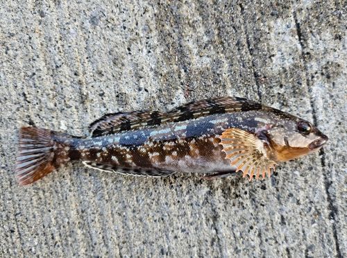 アイナメの釣果