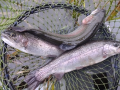 ニジマスの釣果