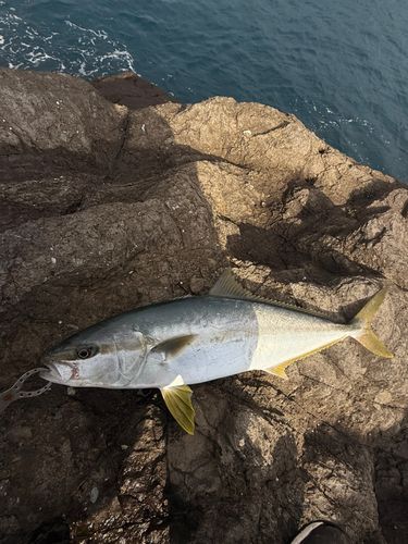 ヒラマサの釣果