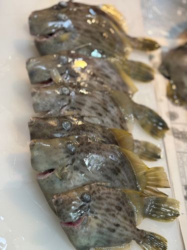 カワハギの釣果