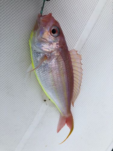 イトヨリダイの釣果