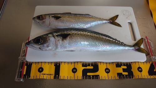 サバの釣果