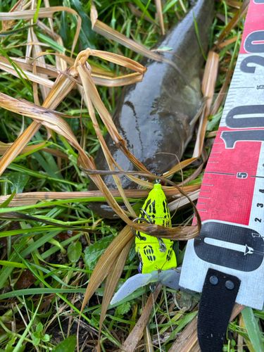 マナマズの釣果