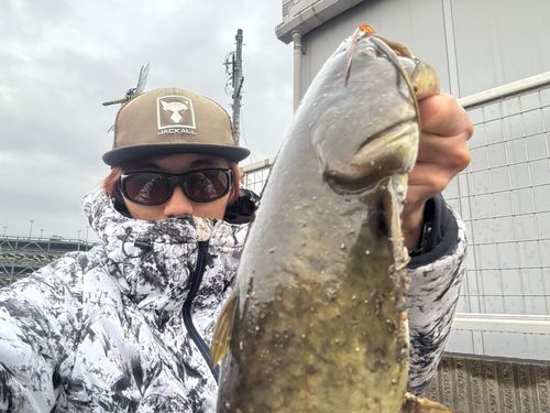 マナマズの釣果