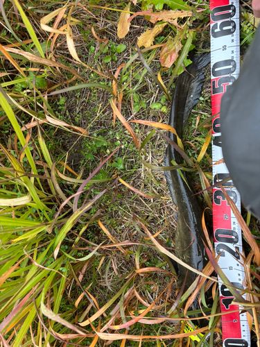 マナマズの釣果