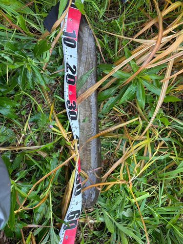 マナマズの釣果