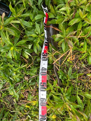 マナマズの釣果