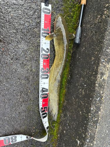 マナマズの釣果