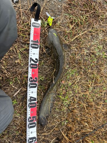 マナマズの釣果