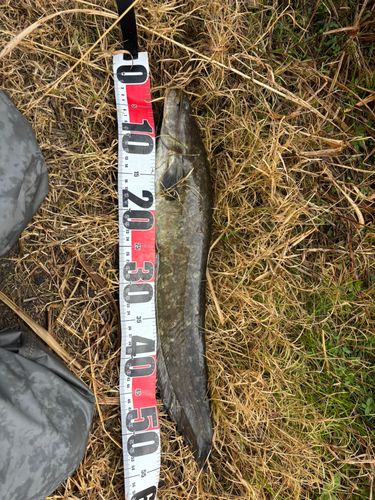 マナマズの釣果