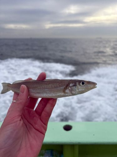 シロギスの釣果