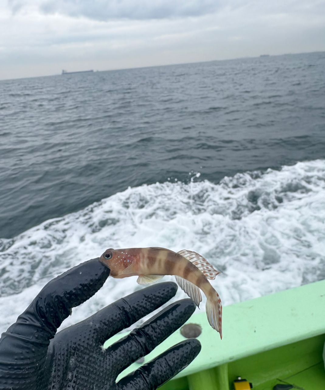 優佳さんの釣果 3枚目の画像