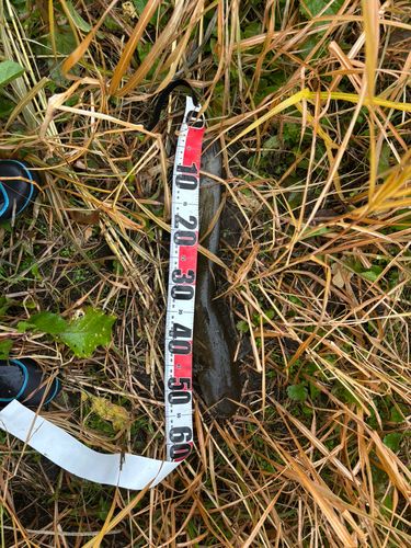 マナマズの釣果