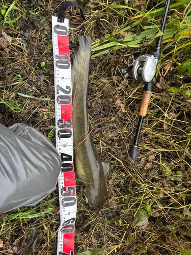 マナマズの釣果