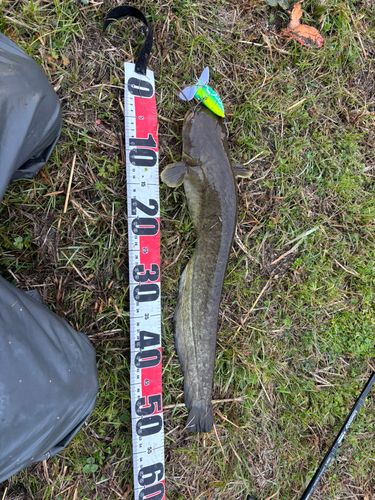 マナマズの釣果