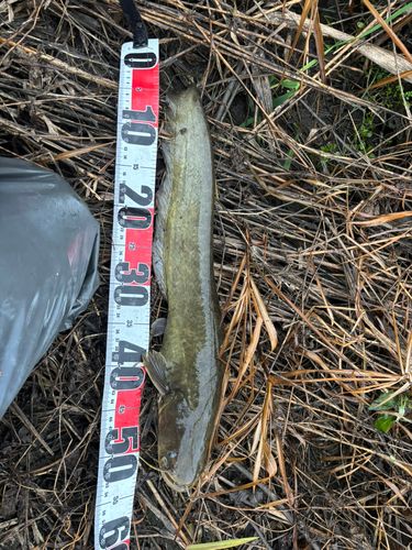 マナマズの釣果