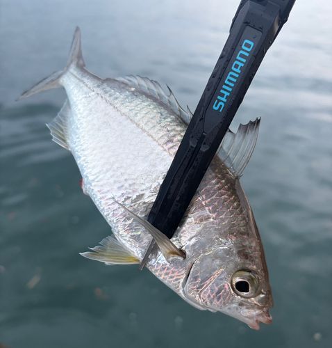 クロサギの釣果