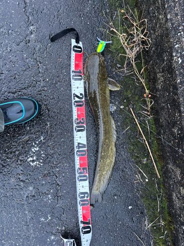 マナマズの釣果