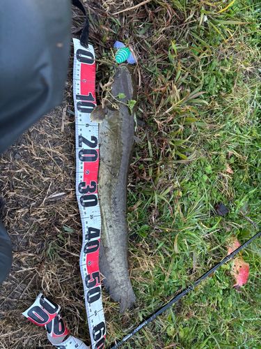 マナマズの釣果