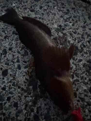 アイナメの釣果