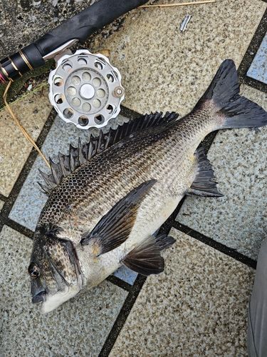 クロダイの釣果