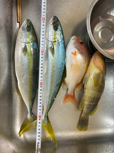 フクラギの釣果