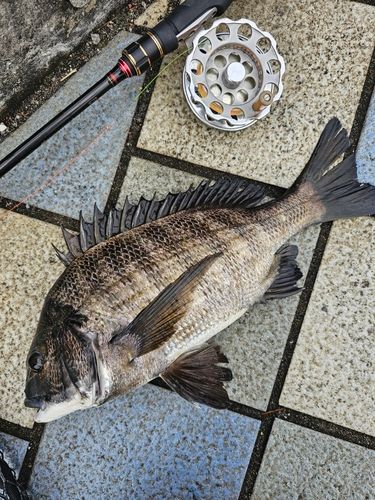 クロダイの釣果