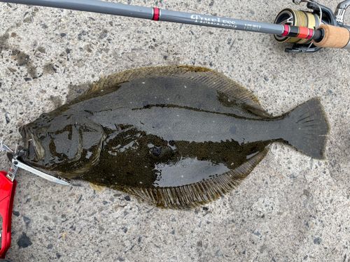 ヒラメの釣果