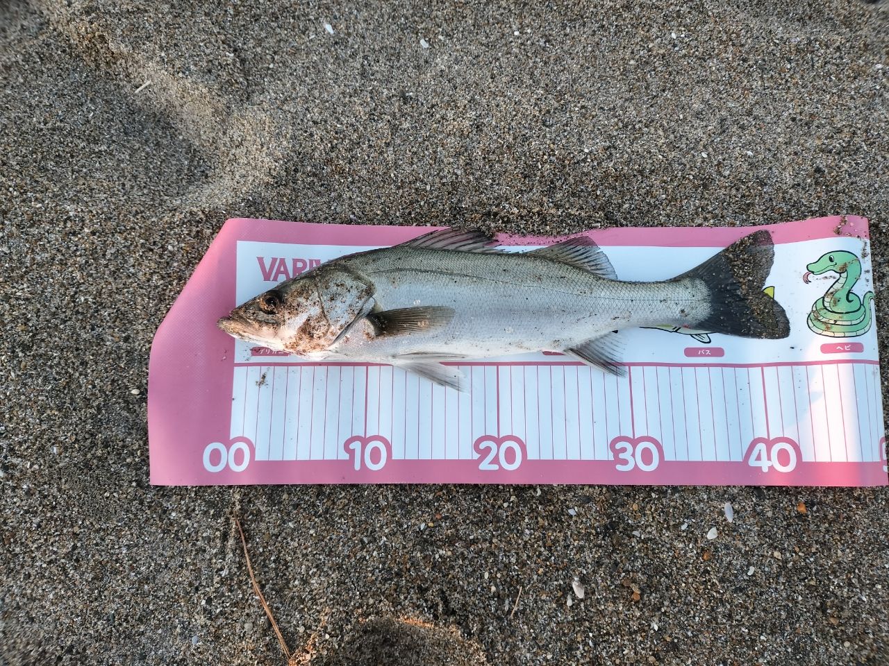 ダイワ　オーバーゼア911M/MH 0f73c433-48c4-42b1-b446-