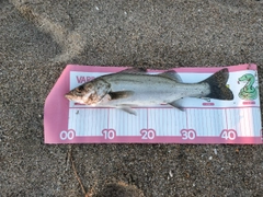 シーバスの釣果