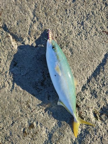 コゾクラの釣果