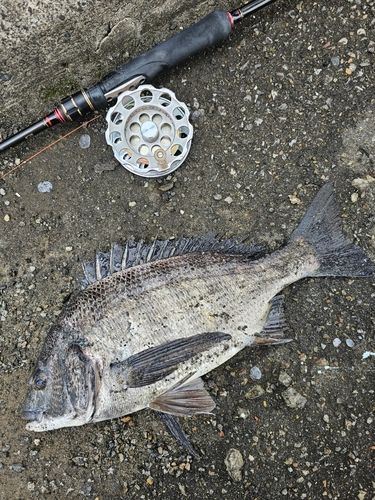 クロダイの釣果