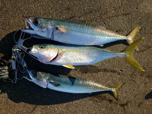 サバの釣果
