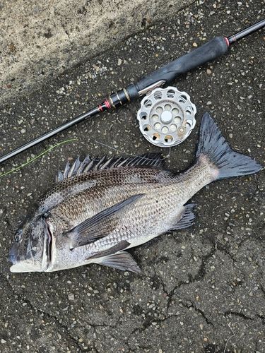 クロダイの釣果