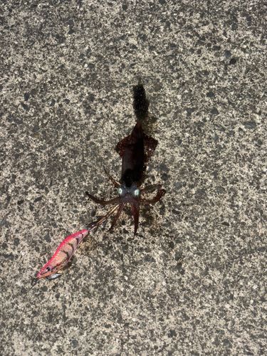 ヤリイカの釣果
