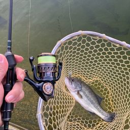 ラージマウスバス