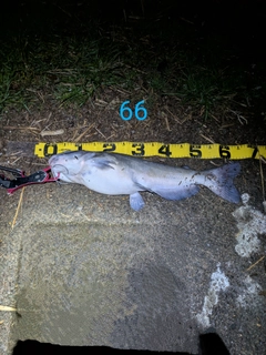 アメリカナマズの釣果